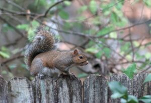 A squirrel is standing on top of a wooden fence