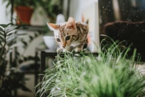 A cat is looking at some plants