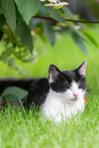 A black and white cat laying in the grass